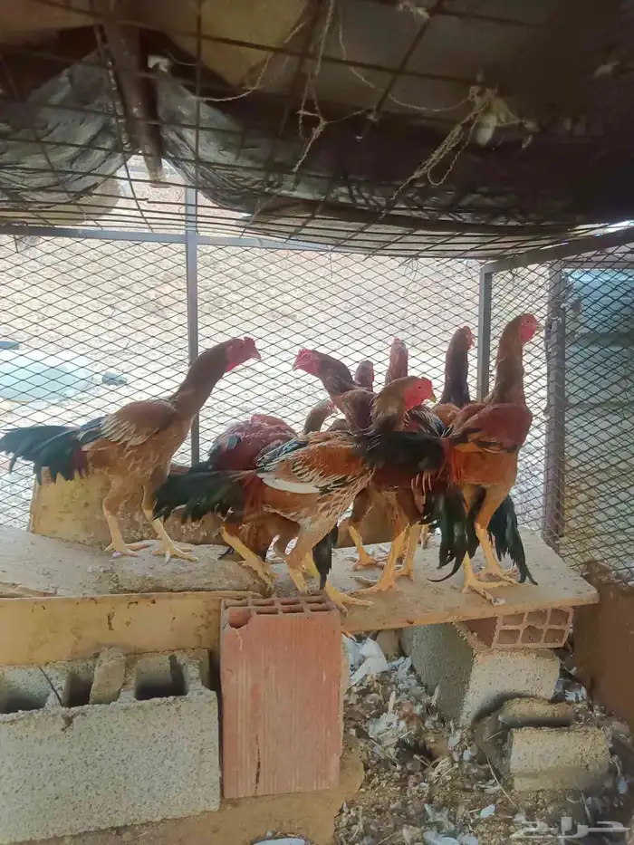 6 ذكور دجاج باكستاني عمارها حول 8 شهور 2