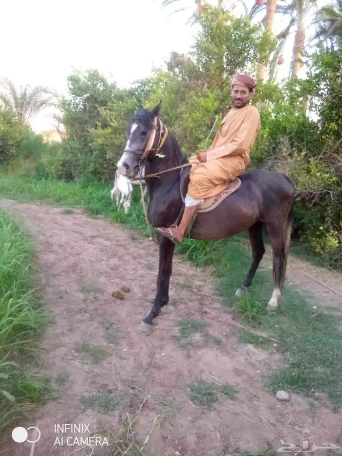 مدرب خيل عربي مصري في طبرجل 1