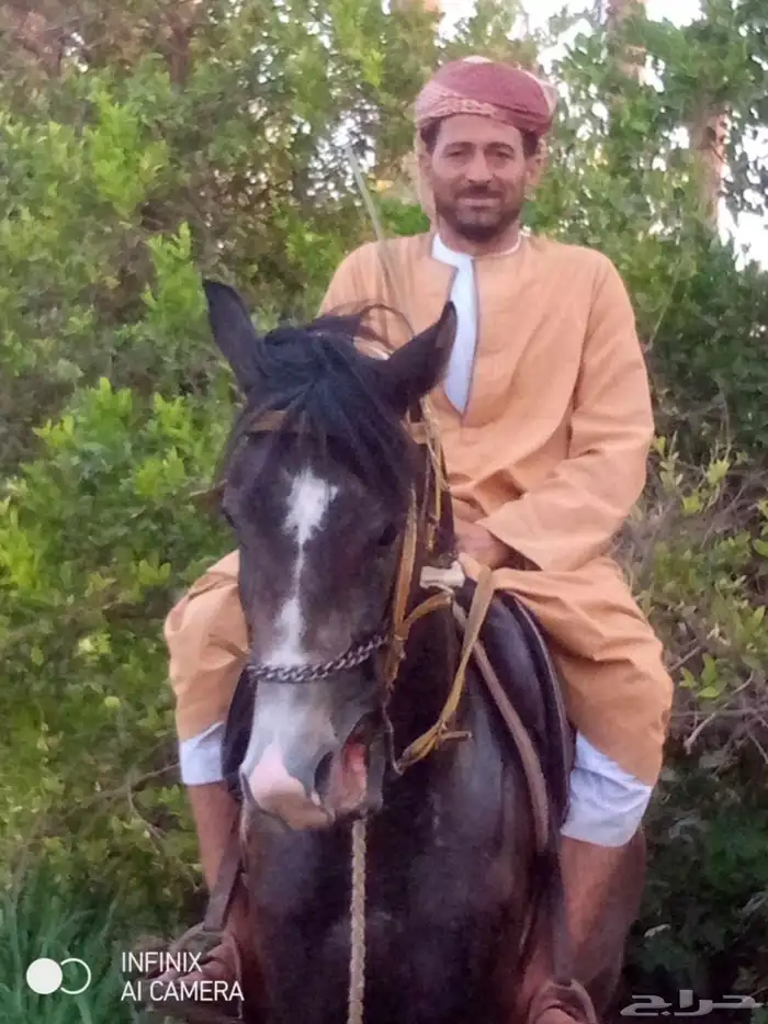 مدرب خيل مصري الجنسية خبرة عالية تواصل 1