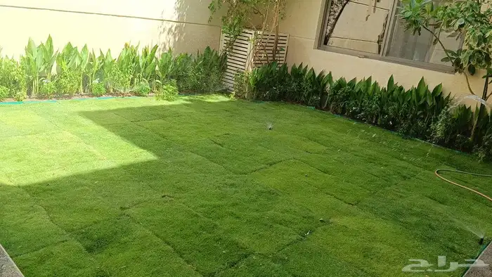 ثيل فرنسي ثيل سي الفين جميع انواع النباتات تنسيق الحدائق 0