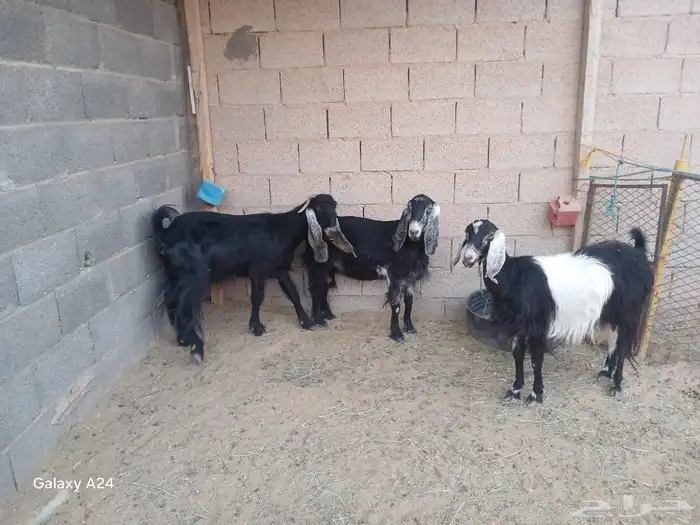 البيع معزا وفحل 1