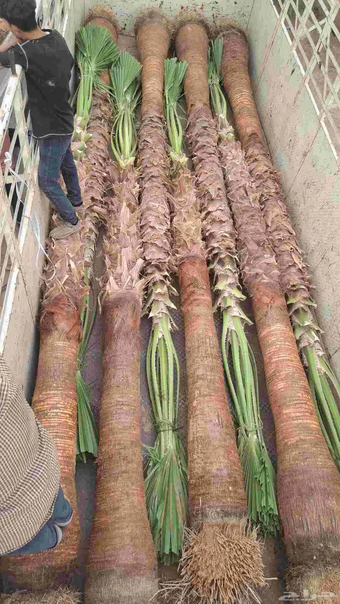 نخل واشنطن زينه للبيع 4