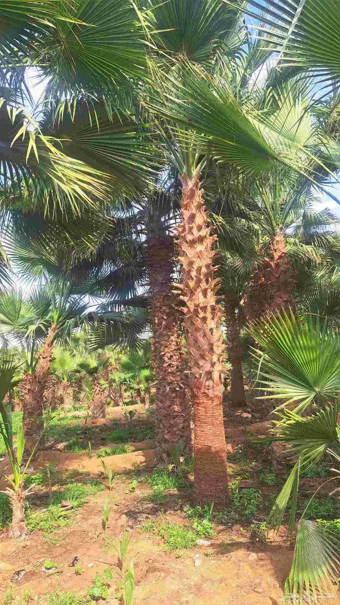 نخل واشنطن زينه للبيع 9