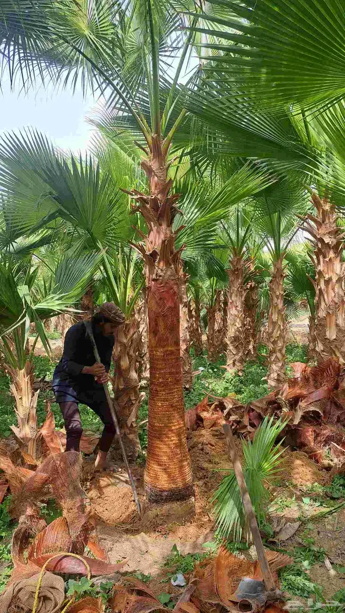 نخل واشنطن زينه للبيع 7