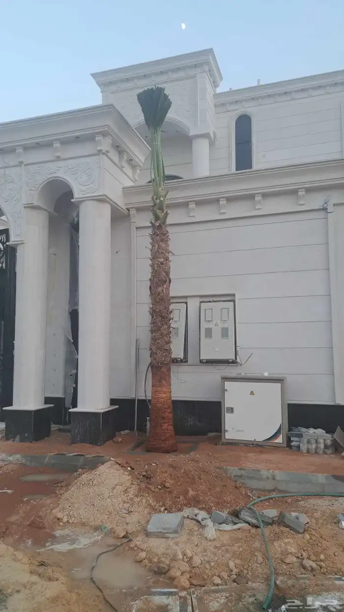 نخل واشنطن زينه للبيع 5