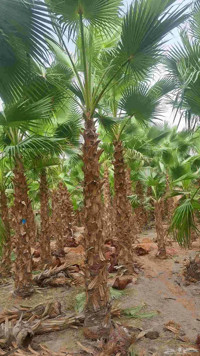 نخل واشنطن زينه للبيع 3