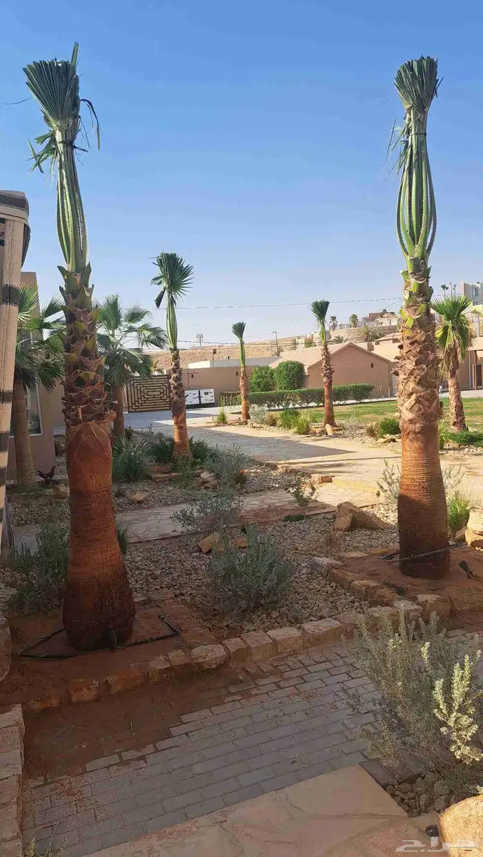 نخل واشنطن زينه للبيع 0