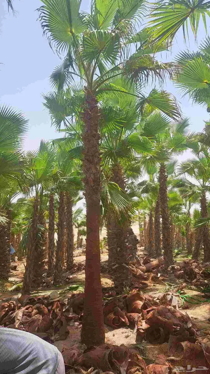 نخل واشنطن زينه للبيع 2