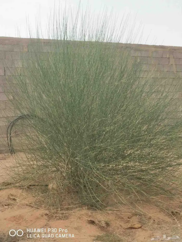 شجر مرخ للمندي ( شتلات25) ( الحزمه 20 ريال) واتساب فقط 2