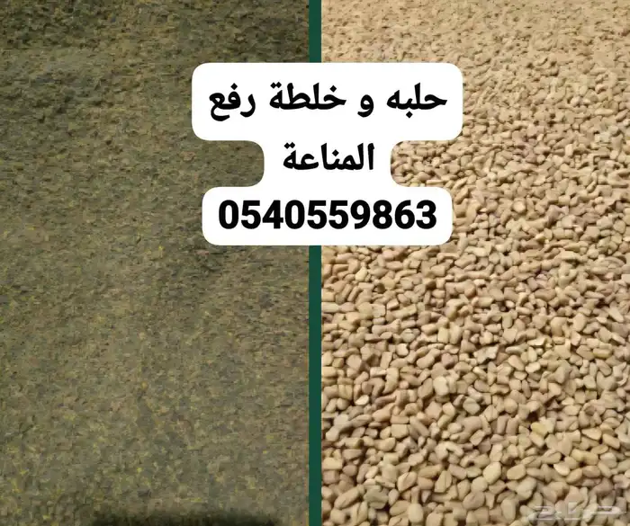 شعير مجروش 3