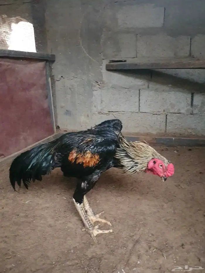 شامو الماني دم هزاز 1