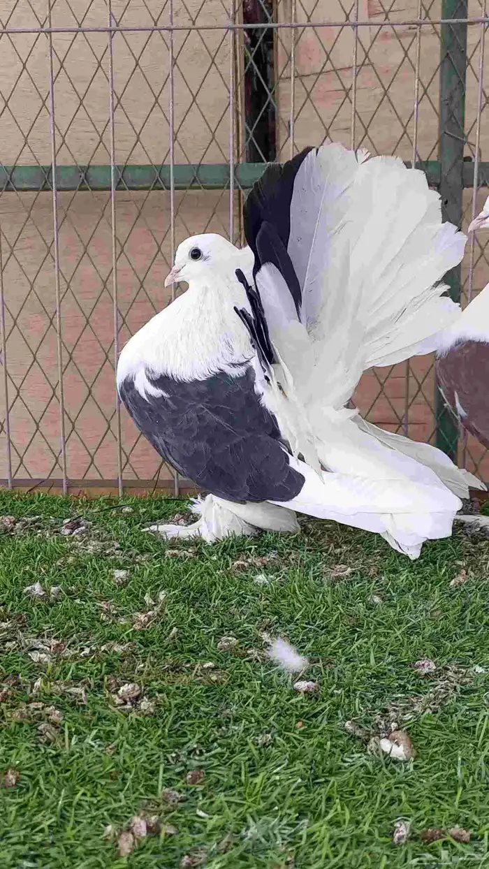رقاص امريكي مكتف للبيع 1