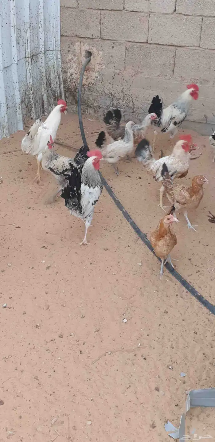 للبيع بكين وديوك 3