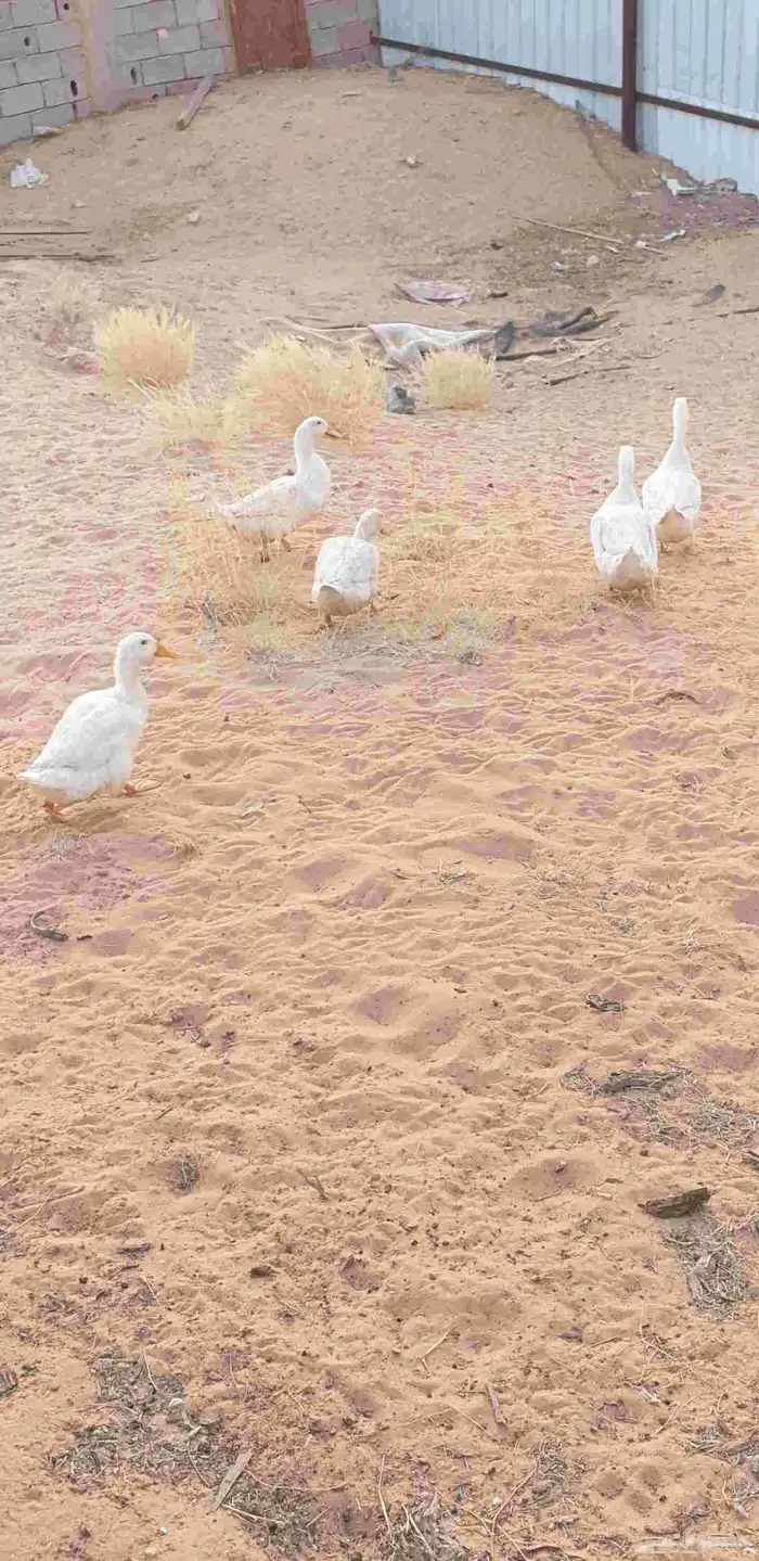 للبيع بكين وديوك 1