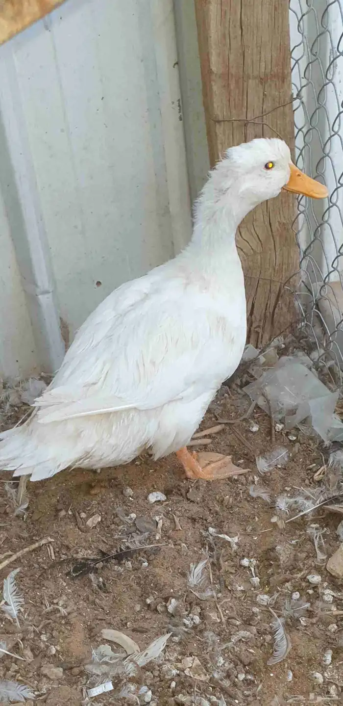 للبيع بكين وديوك 0