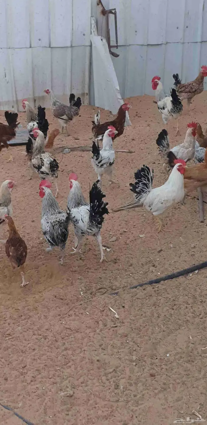 للبيع بكين وديوك 2