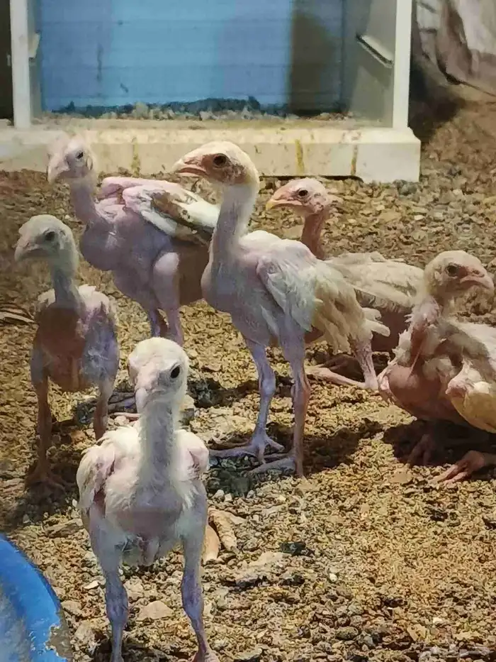 صوص سندي صافي 1