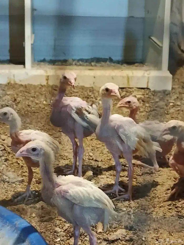 صوص سندي صافي 0