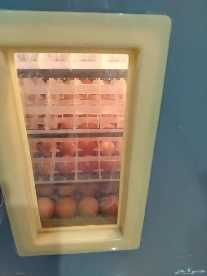 فقاسه 528 بيضة دجاج 0