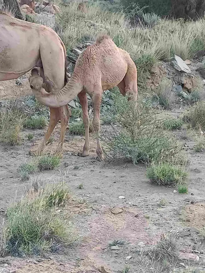 بكره للبيع 0