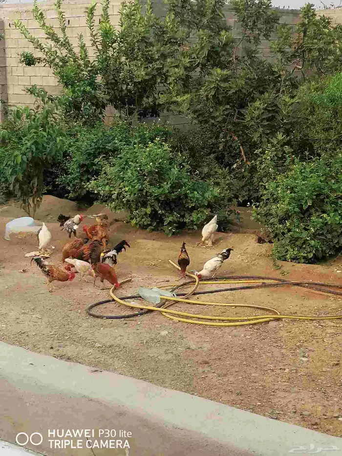 الدجاج للبيع 2