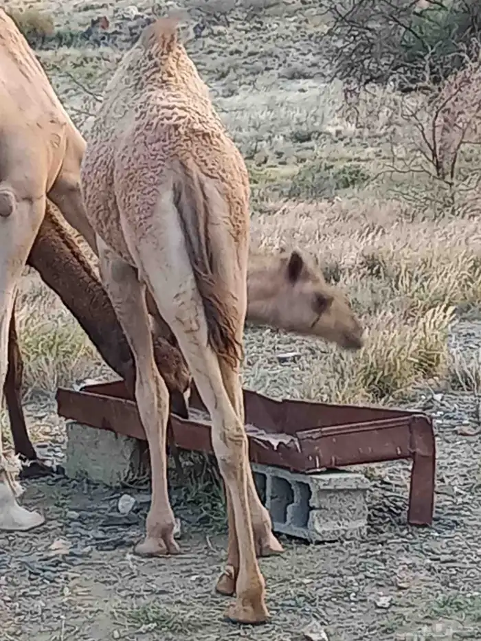بكره للبيع 3