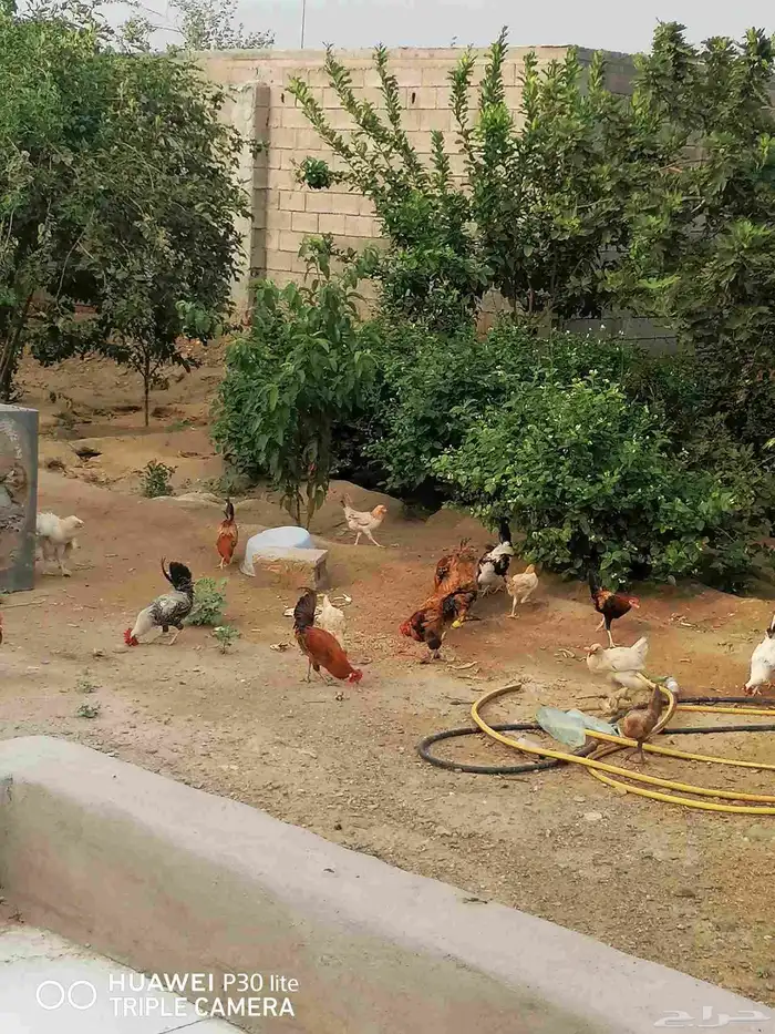 الدجاج للبيع 9