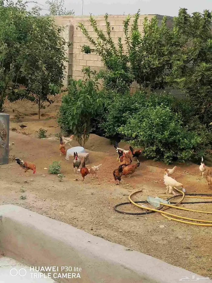 الدجاج للبيع 0