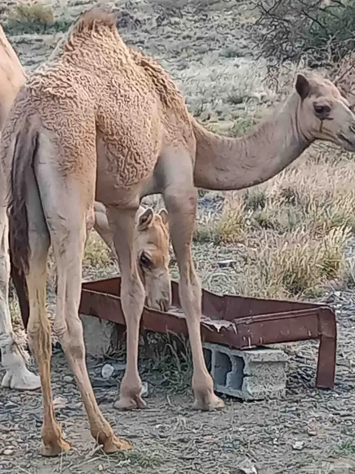 بكره للبيع 1