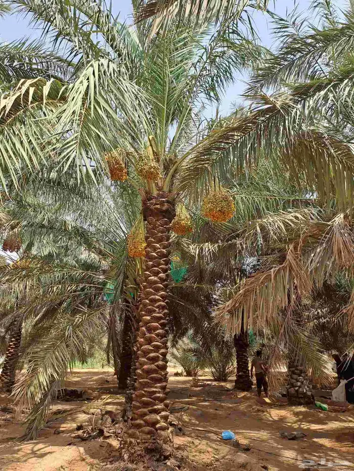 متوفر نخل للبيع جميع الأنواع والمقاسات 0