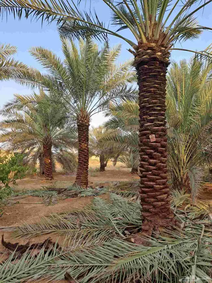 متوفر نخل للبيع جميع الأنواع والمقاسات 1