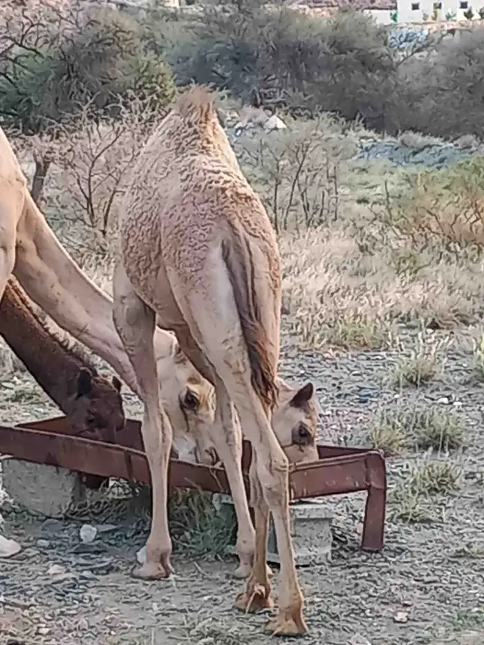بكره للبيع 2