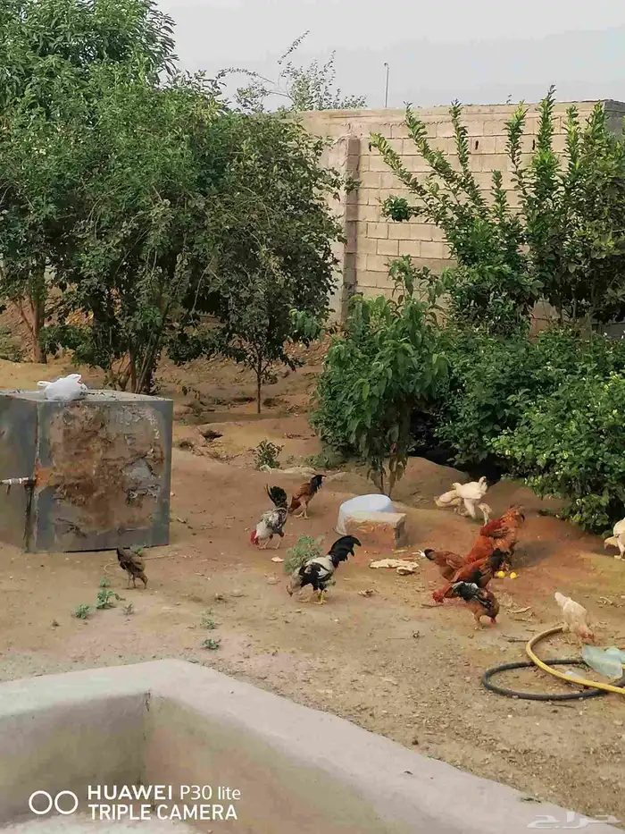 الدجاج للبيع 5