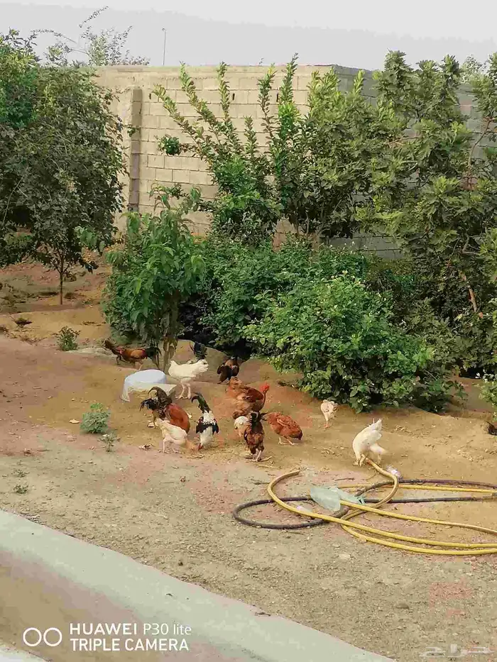 الدجاج للبيع 7