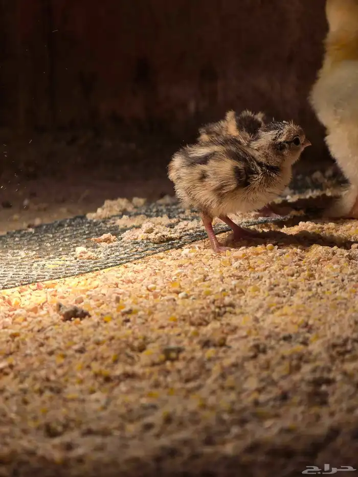 فرخين سمان كاليفورنيا للبيع (تم البيع) 2