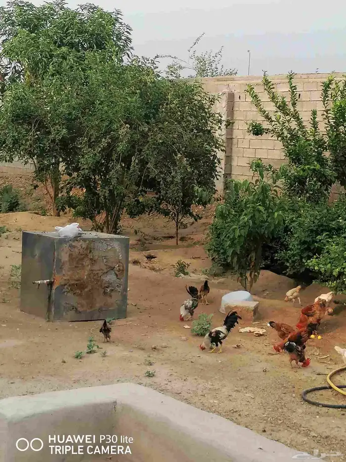 الدجاج للبيع 4