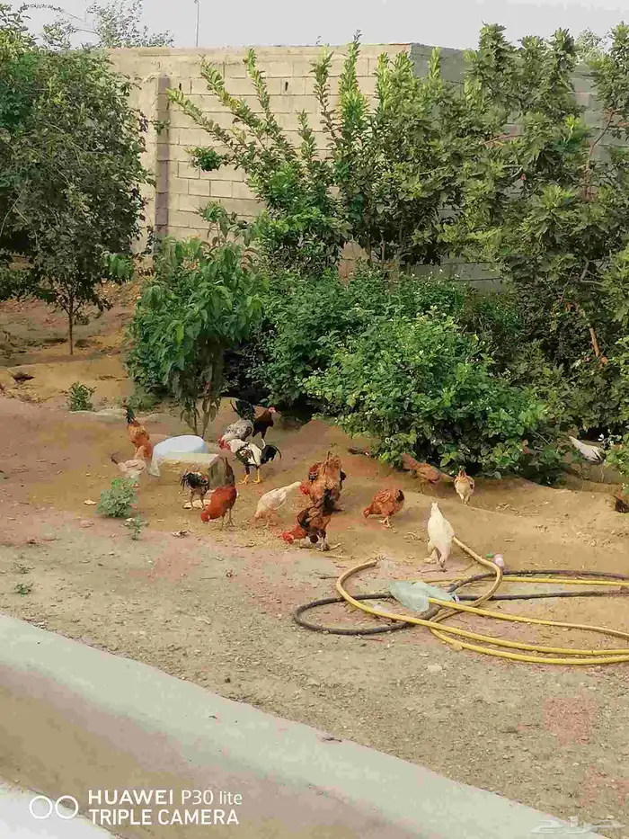 الدجاج للبيع 8