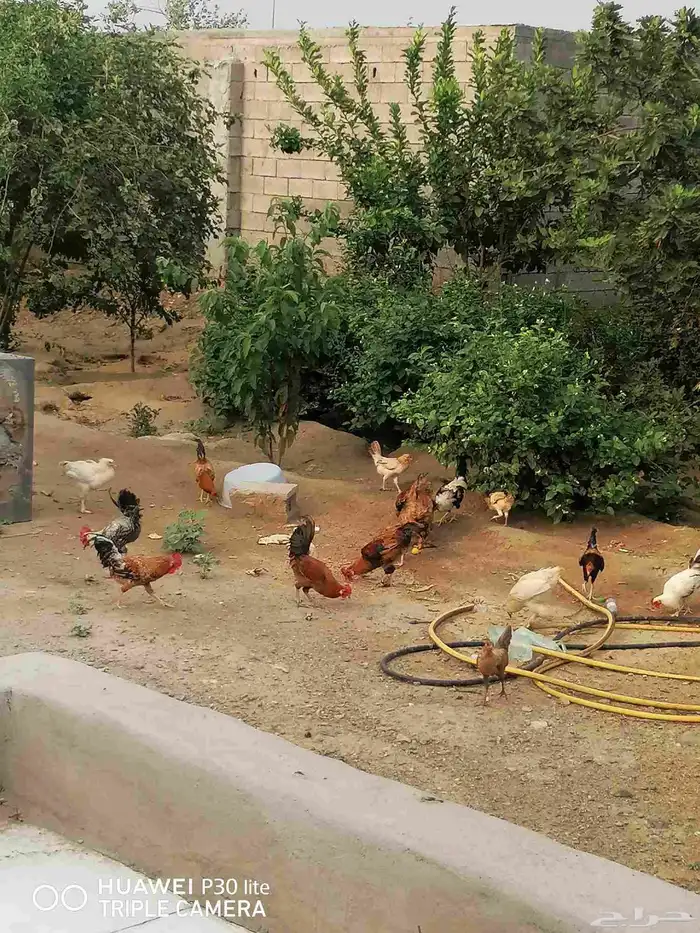 الدجاج للبيع 6