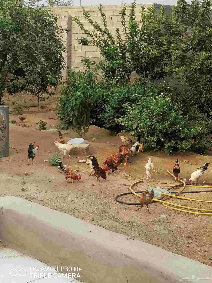 الدجاج للبيع 3