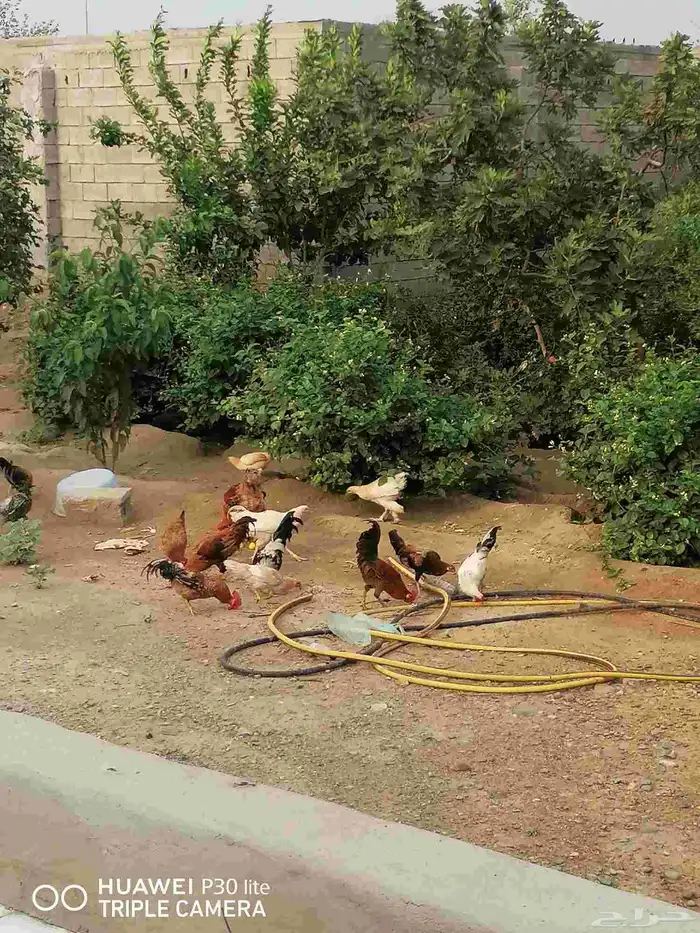 الدجاج للبيع 1