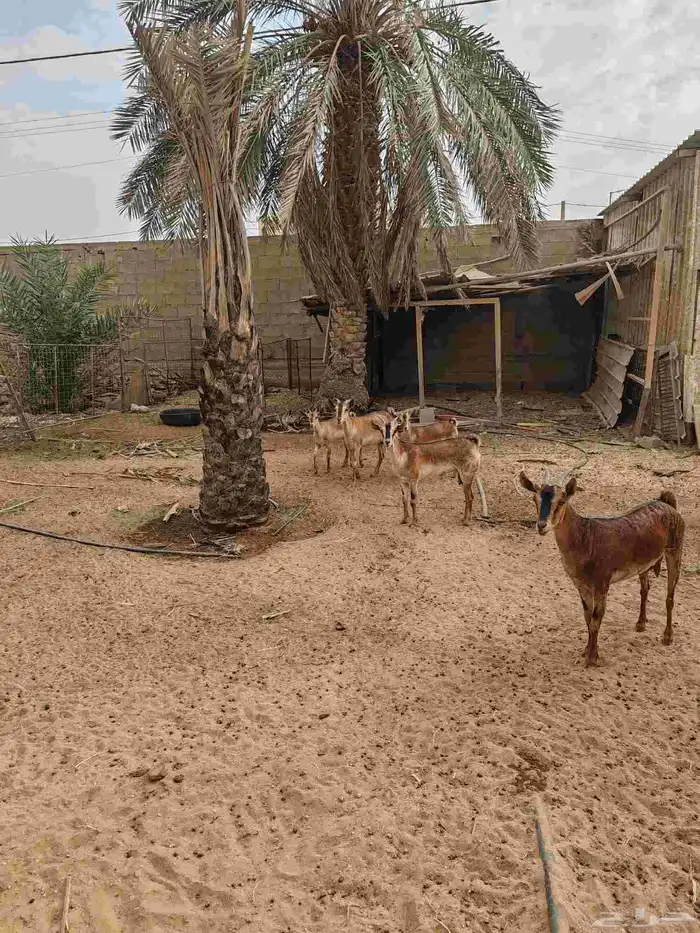 َمعزا جنوبيات الشباب 0