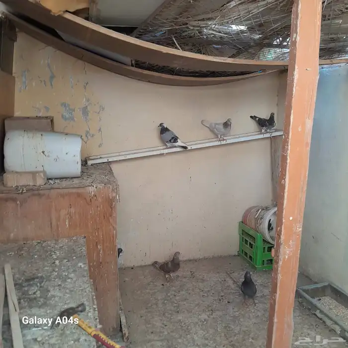 حمام للبيع 2