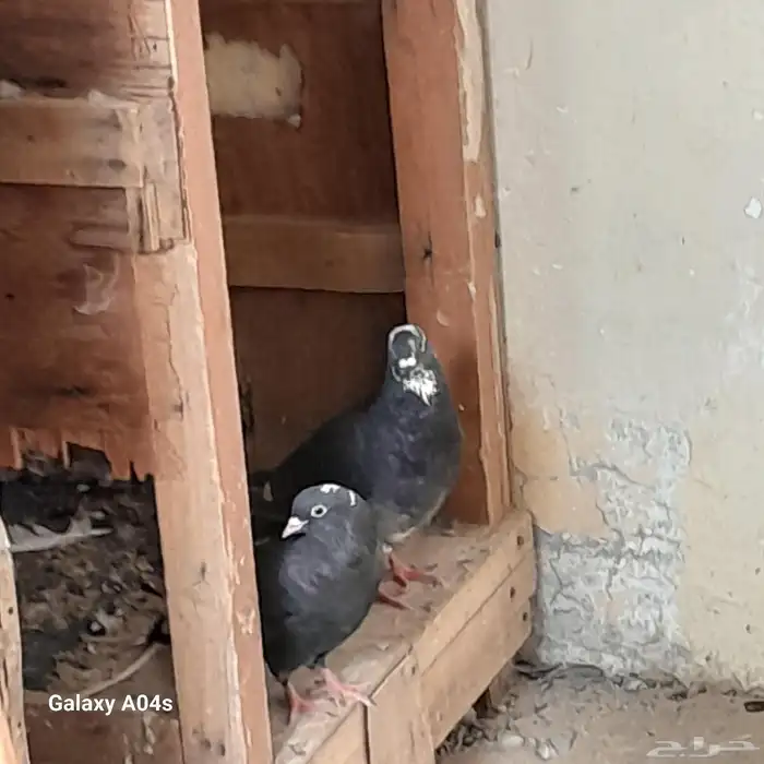 حمام للبيع 4