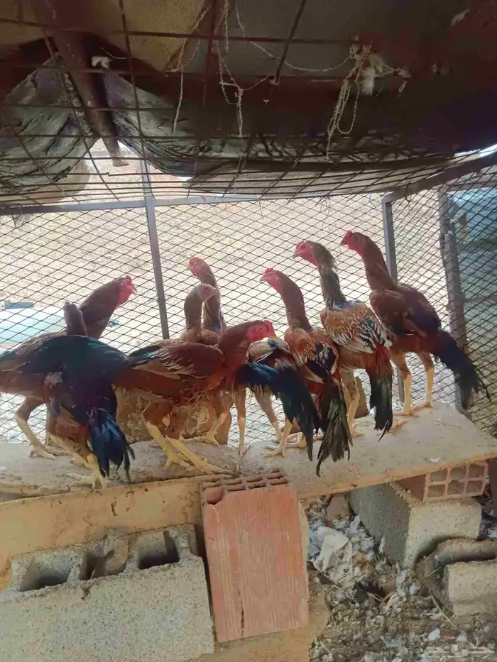 6 ذكور دجاج باكستاني عمارها حول 8 شهور 0