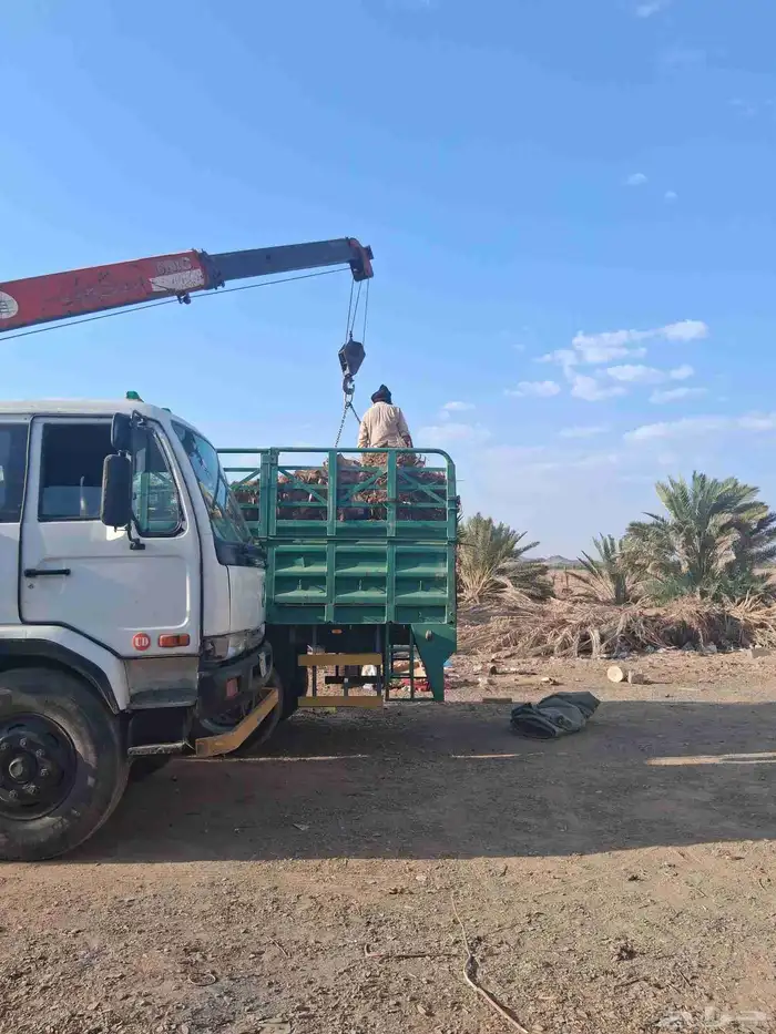 نخل برني وروثانه للبيع كميه متوفره 7