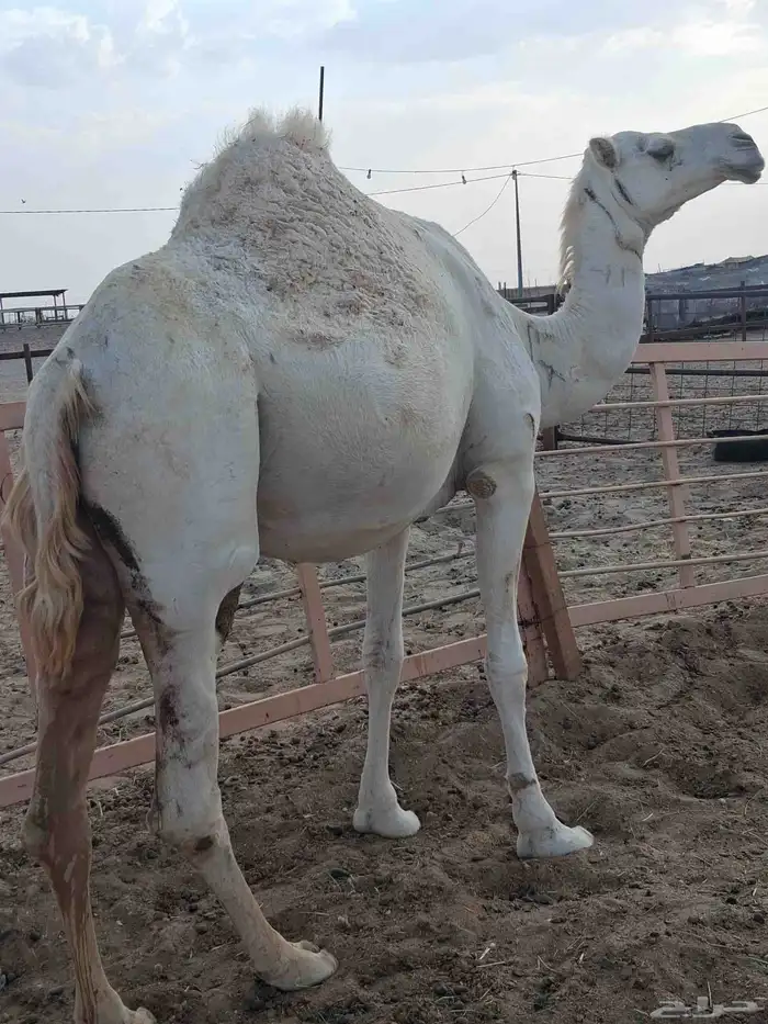 للبيع لقحه مقرب طيبه 1