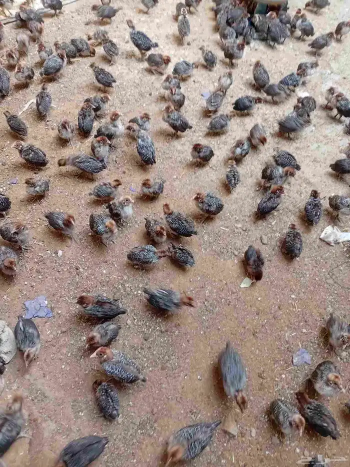 صوص للبيع 2