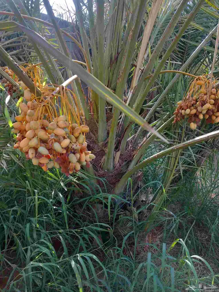فراخة خلاص 0