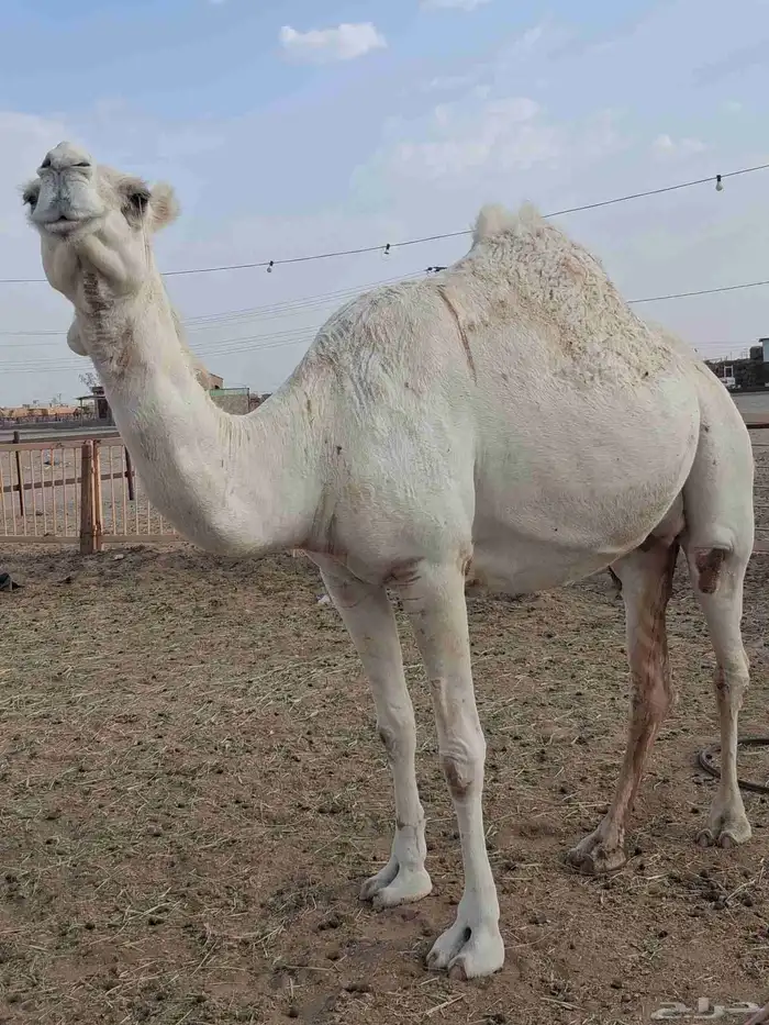 للبيع لقحه مقرب طيبه 2