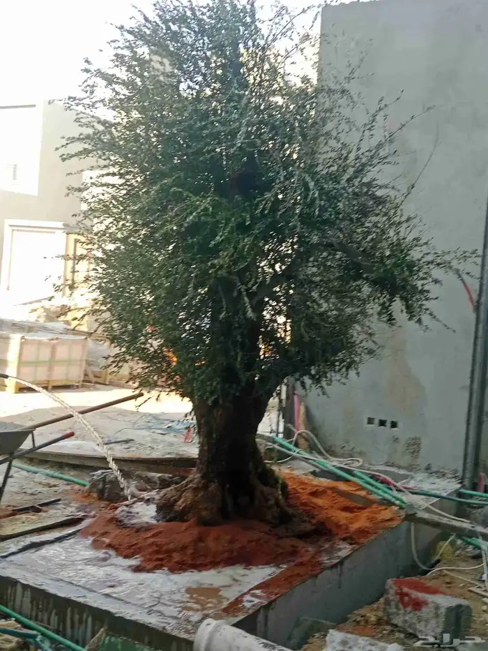 شجره الزيتون المباركه يوجد لدينا جميع الاحجام والمقاسات 3